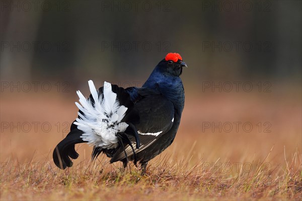 Black Grouse (Lyrurus tetrix)