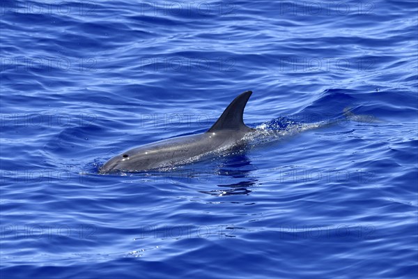 Atlantic spotted dolphin (Stenella frontalis)