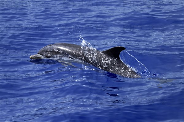 Atlantic spotted dolphin (Stenella frontalis)