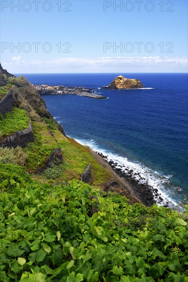 Vines on steep slopes