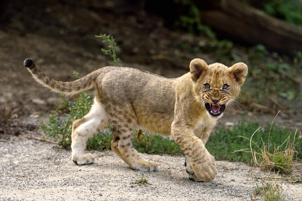 Young lion (Panthera leo)