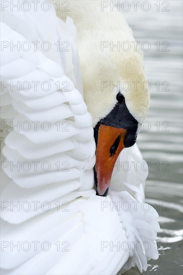 Mute swan (Cygnus olor)