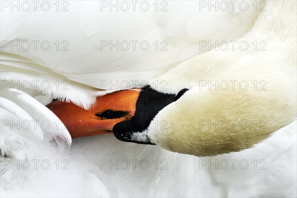 Mute swan (Cygnus olor)