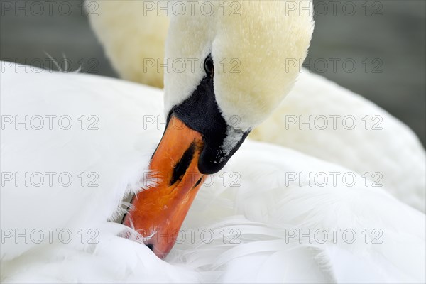 Mute swan (Cygnus olor)