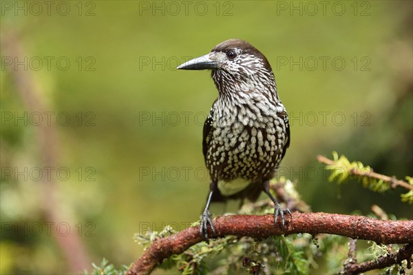 Spotted nutcracker (Nucifraga caryocatactes) sitting on a branch