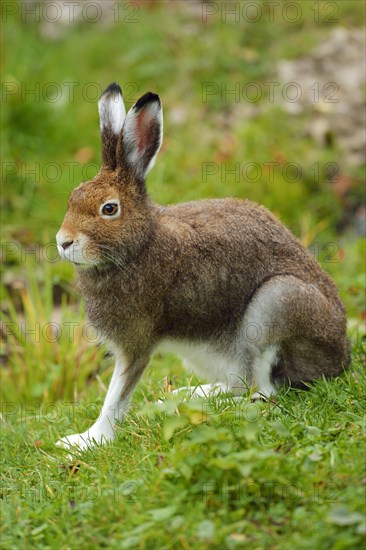 Arctic hare (Lepus timidus Varronis)