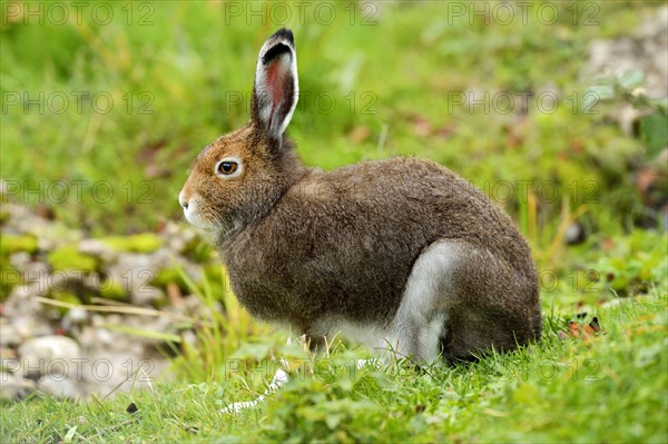 Arctic hare (Lepus timidus Varronis)