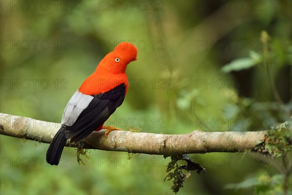 Andean cock-of-the-rock (Rupicola peruviana)