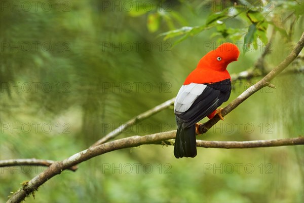 Andean cock-of-the-rock (Rupicola peruviana)