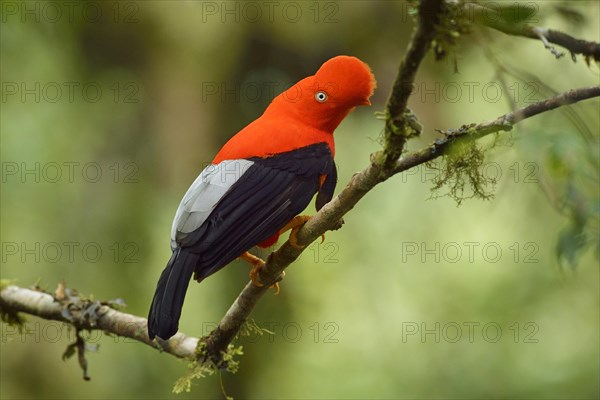 Andean cock-of-the-rock (Rupicola peruviana)