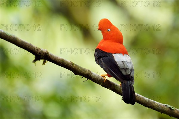 Andean cock-of-the-rock (Rupicola peruviana)