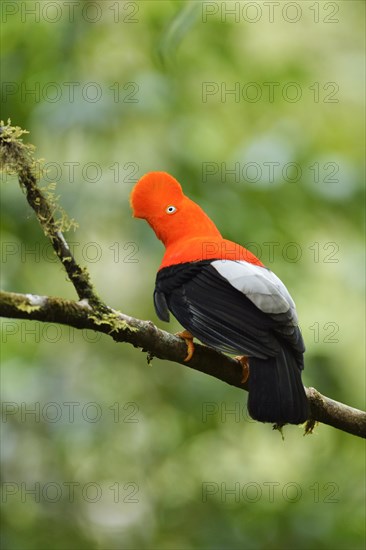 Andean cock-of-the-rock (Rupicola peruviana)