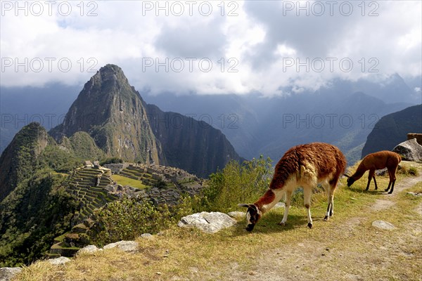 Llama (Lama glama) with juvenile in front of ruined city
