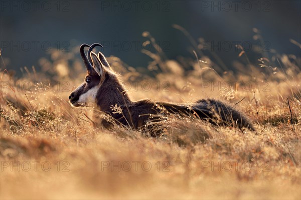 Chamois (Rupicapra rupicapra)