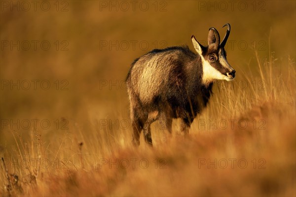 Chamois (Rupicapra rupicapra)