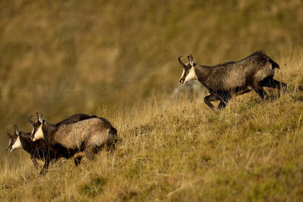 Chamois (Rupicapra rupicapra)