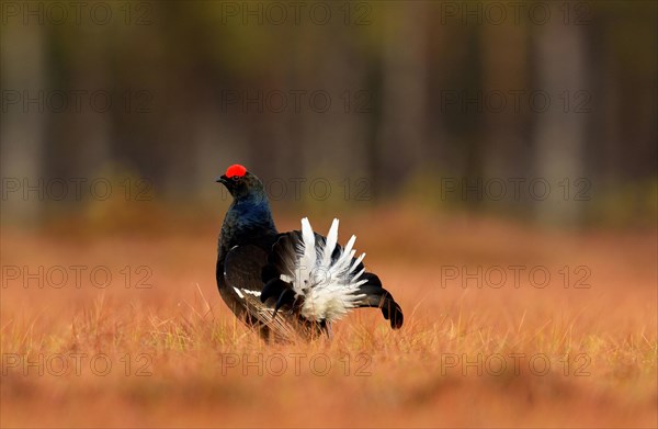 Black grouse