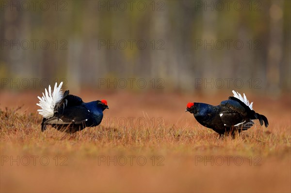 Black grouse