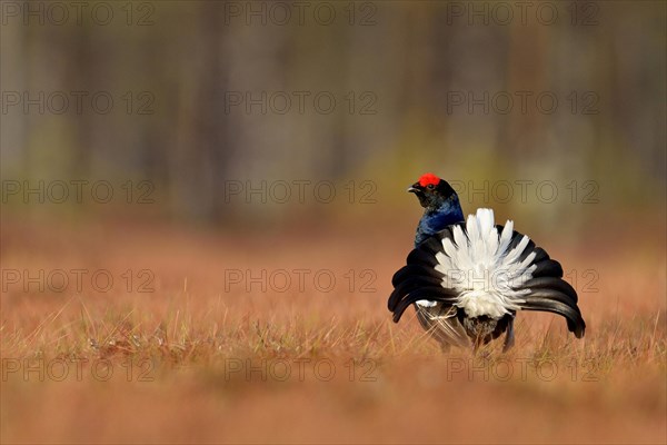 Black grouse