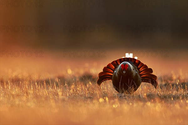 Black grouse