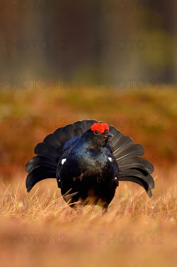 Black grouse