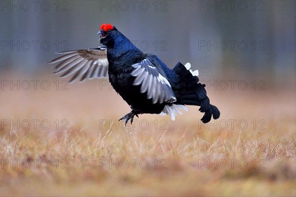 Black grouse