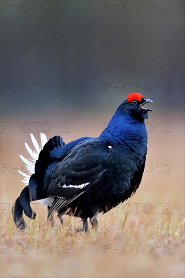 Black grouse