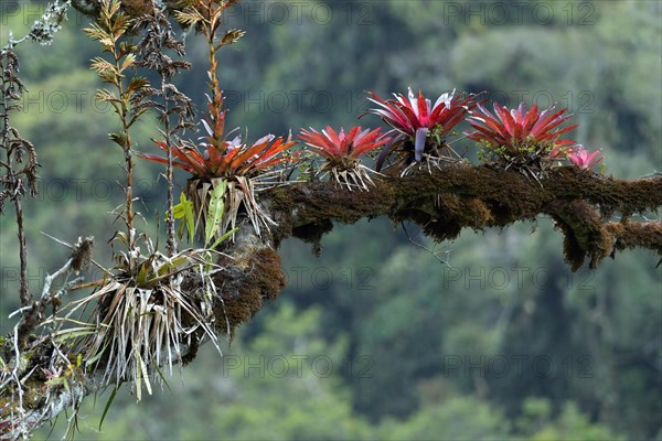 Epiphytes (epiphytes) on a jungle tree