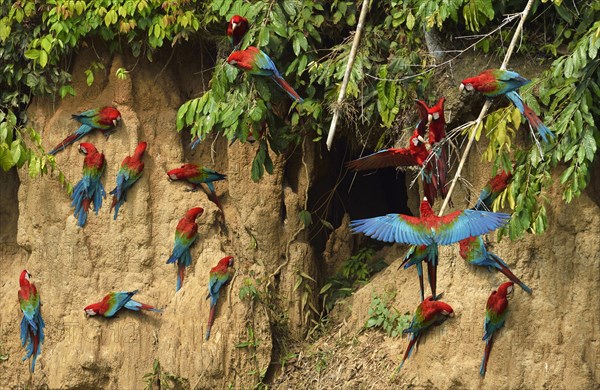 Red-and-green macaw (Ara chloroptera)