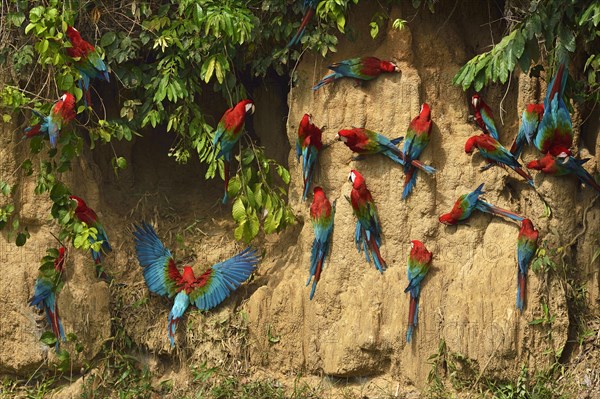 Red-and-green macaw (Ara chloroptera)