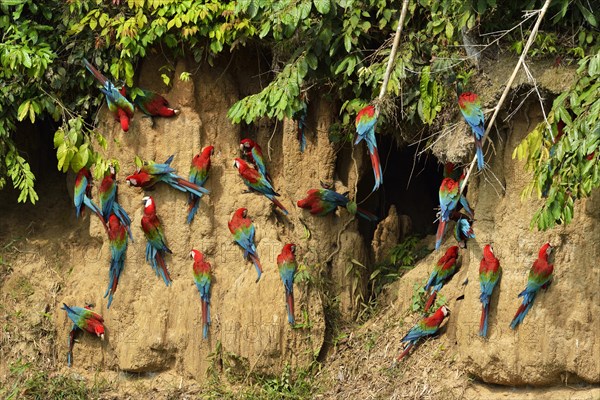 Red-and-green macaw (Ara chloroptera)