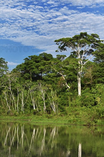 Cecropia (Cecropia)