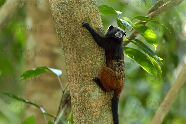 Brown-mantled tamarin (Saguinus fuscicollis) on a tree