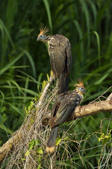 Two Hoatzins (Opisthocomus hoazin) sitting on tree branch