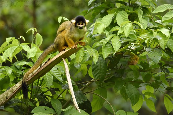 Squirrel Monkey (Saimiri sciureus) on a branch