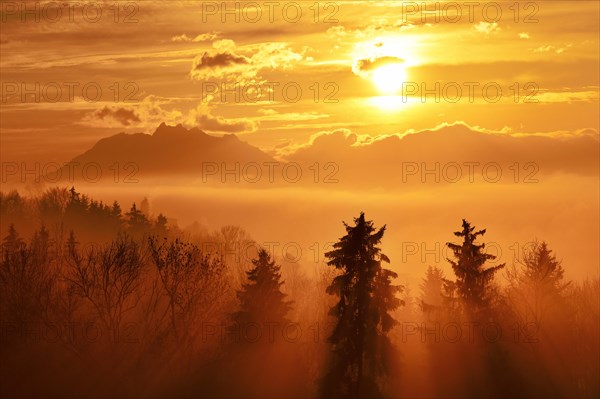Sun rays shining through foggy spruce forest