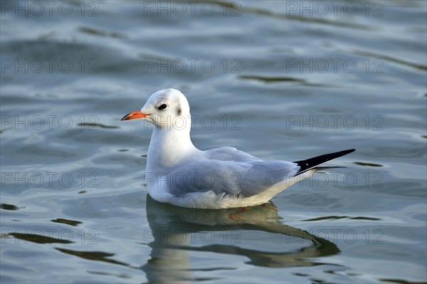 Black-headed gull (Larus ridibundus)