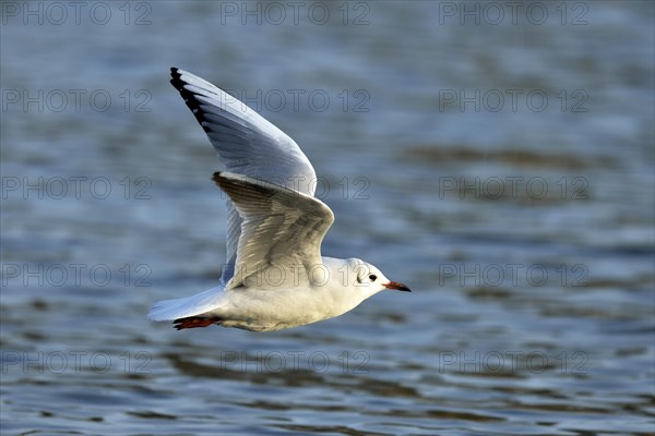 Black-headed gull (Larus ridibundus) flying