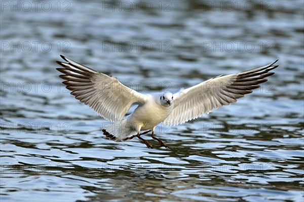 Black-headed gull (Larus ridibundus) flying