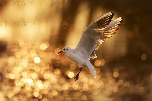 Black-headed gull (Larus ridibundus) in flight at sunset