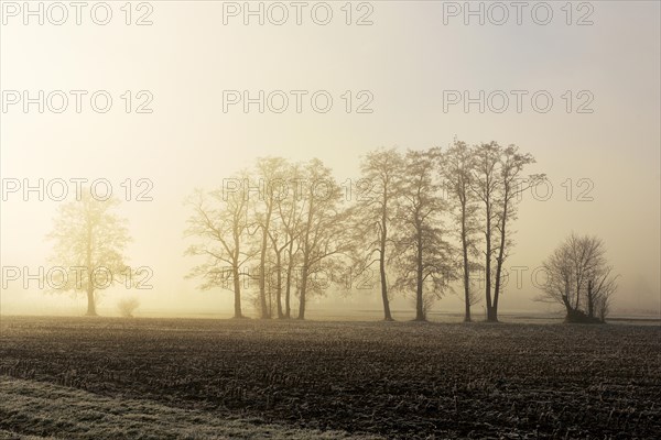 Black alder trees (Alnus glutinosa) in hoarfrost