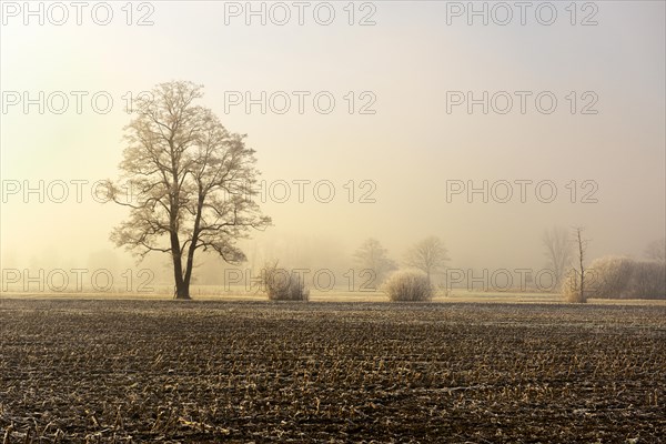 Black alder trees (Alnus glutinosa) in hoarfrost