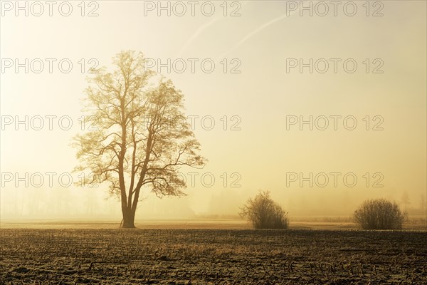 Black alder trees (Alnus glutinosa) in hoarfrost