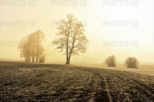 Black alder trees (Alnus glutinosa) in hoarfrost