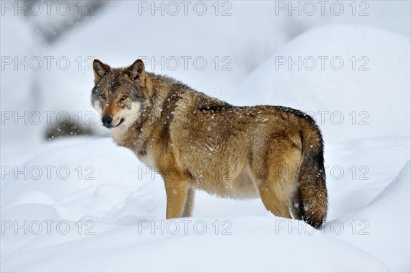 Eurasian wolf