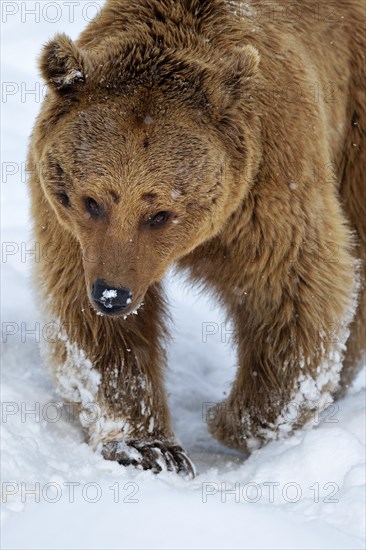 Syrian brown bear (Ursus arctos syriacus) walking through snow