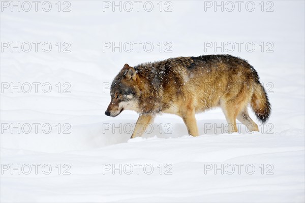 Eurasian wolf