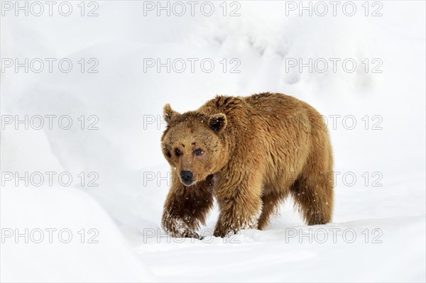 Syrian brown bear (Ursus arctos syriacus) walking through snow