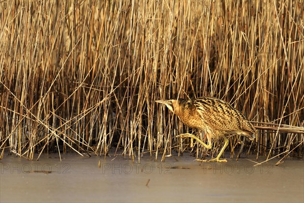 Bittern (Botaurus stellaris) on ice