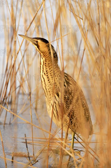 Bittern (Botaurus stellaris) on ice